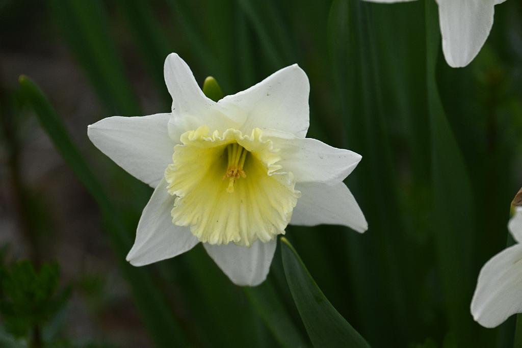 2025-04216475 Tower Hill Botanic Garden, MA.JPG - Daffodil. New England Botanic Garden at Tower Hill, MA, 4-21-2025